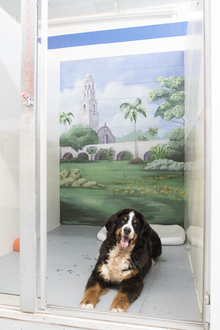 The Best Dog Boarding in San Diego Pacific Pet Resort™